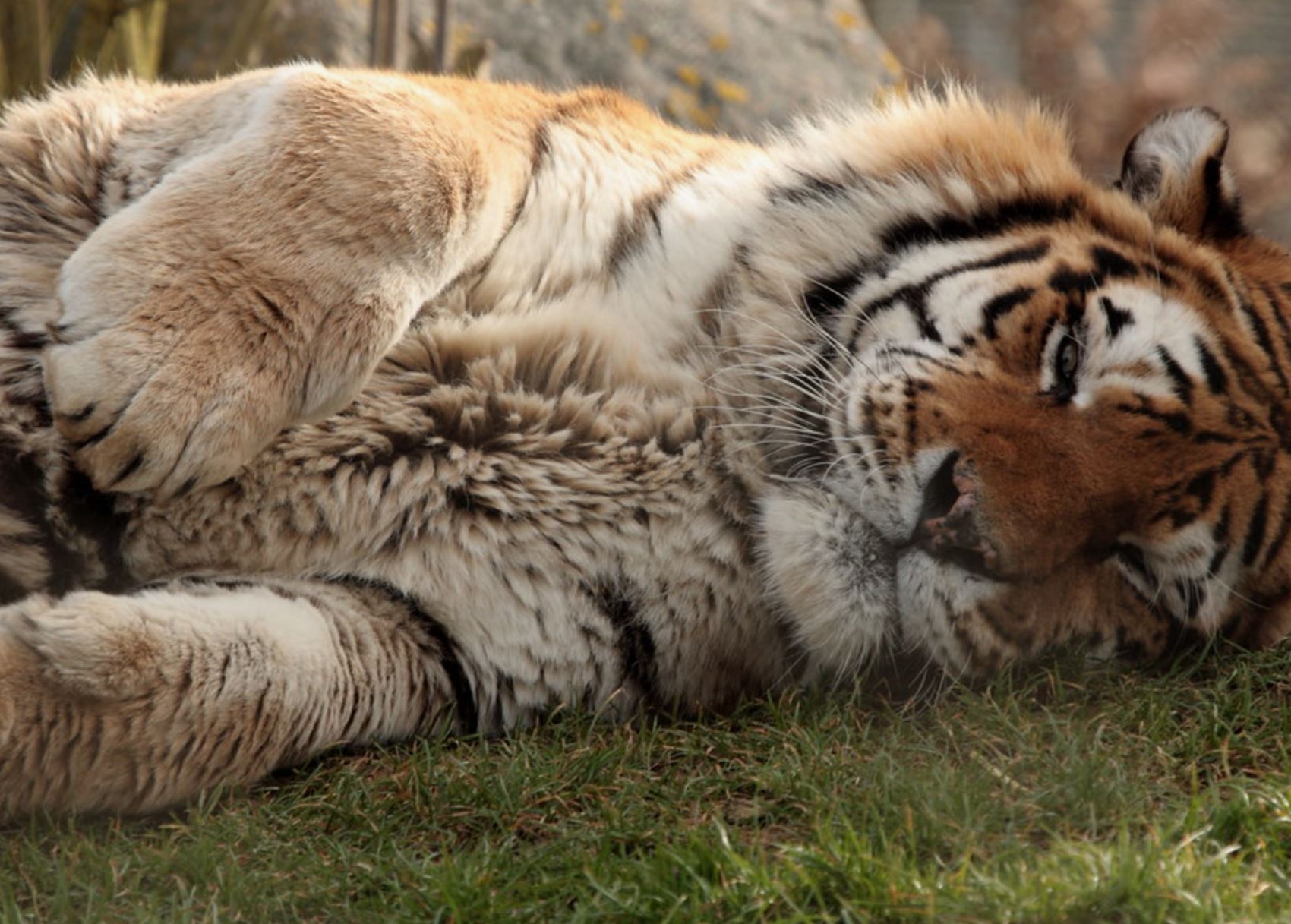 Tiger in Dream Spiritual Meaning : Unraveling the Symbolism