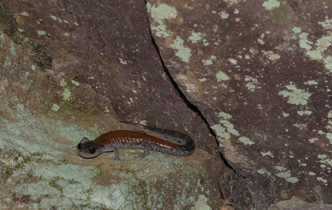 Photo Earwig crawling