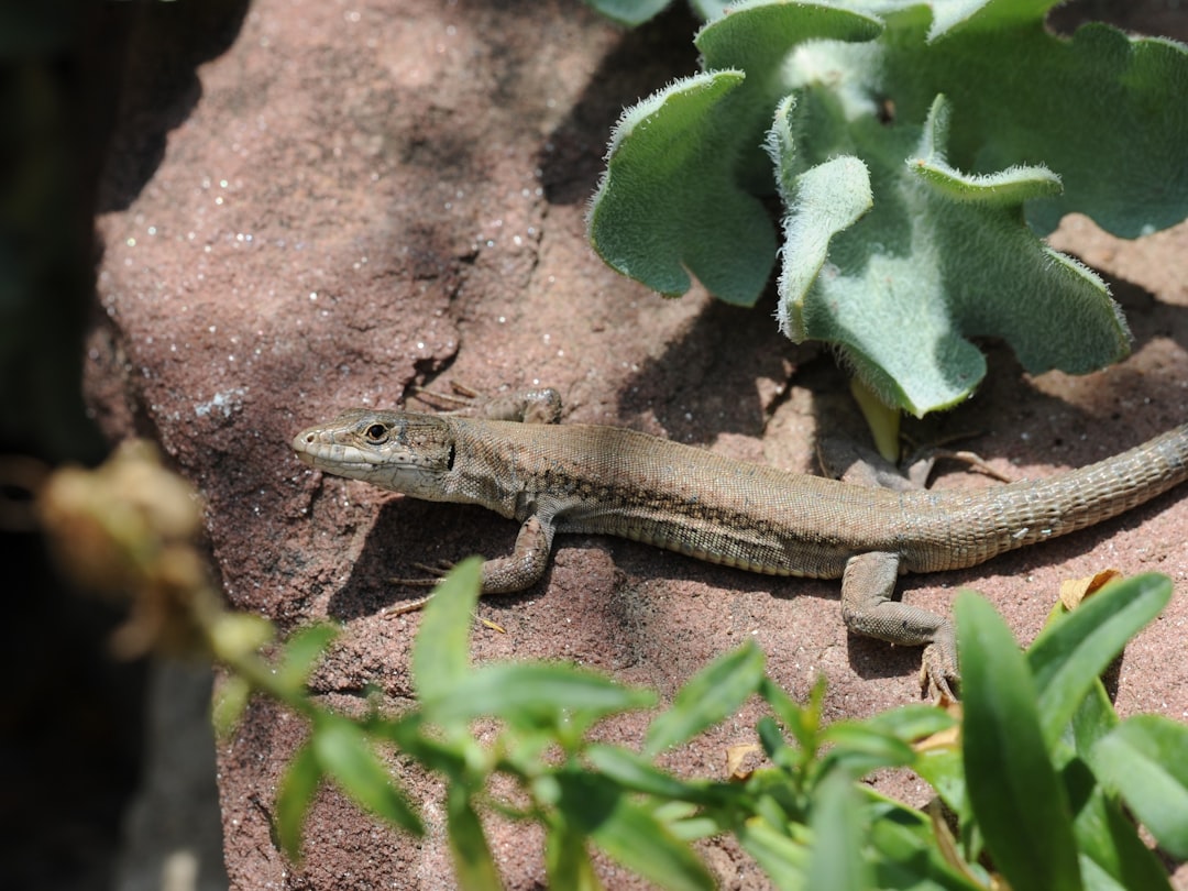 Photo Lizard on rock