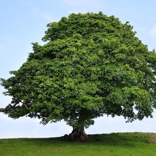 Sycamore Tree Spiritual Meaning: Uncover the Symbolism